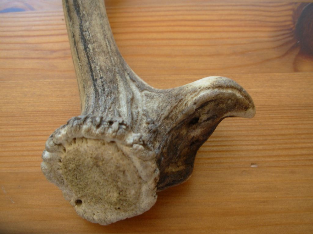 Palco di giovane daino con pugnale anomalo